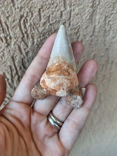Fossili grande dente di - *,