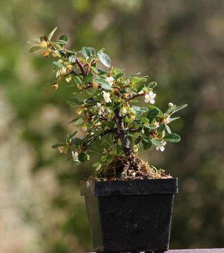Prebonsai cotoneaster - prebonsai,