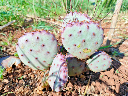 Fico india viola - fico, talea