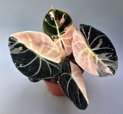 Alocasia rizoma variegata nero - rizoma,