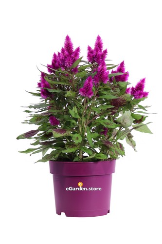 Pianta vera celosia deep - pianta, di