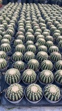 Echinocactus grusonii - echinocactus,