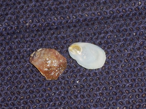 Crepidula unguiformis awesome - crepidula,