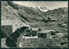 Aosta Gran San Bernardo Cane PIEGHINA Foto FG cartolina KB1918
