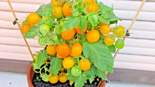 20 SEMI RARISSIMI DI POMODORO