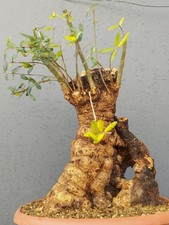 Bonsai olivastro 40x30cm - 40x30cm, in