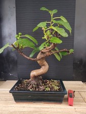 bonsai di fico  h 52 cm visita