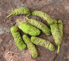 Iroko - Milicia excelsa
