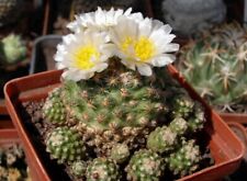 Pediocactus knowltonii, semi