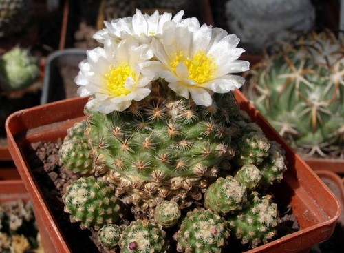 Pediocactus knowltonii semi - knowltonii,,