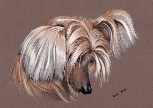 Cane crestato cinese senza - *,