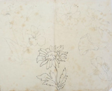 Scuola del XIX Secolo Antico Disegno a matita su carta Studio di Fiori Floreale