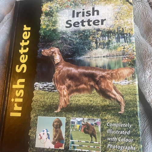 Irish setter hardcover - setter,