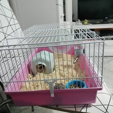 Vendo Bellissimo Criceto di 6 Mesi,Con Gabbia ,Cibo E Segatura Incluso