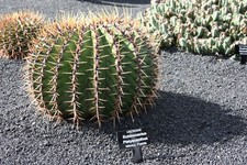Echinocactus Grandis, 5 Seeds