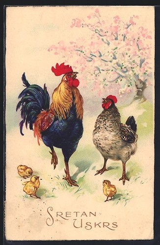 Gallo gallina con pulcino - gallina,
