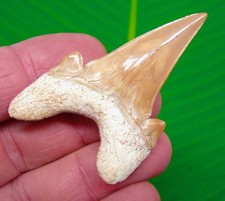 Dente di squalo OTODUS - 2 e