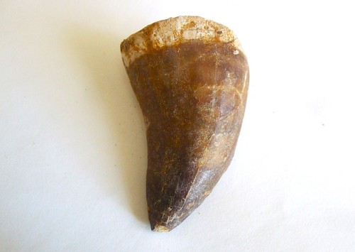 Fossili dente di mosasauro - -,