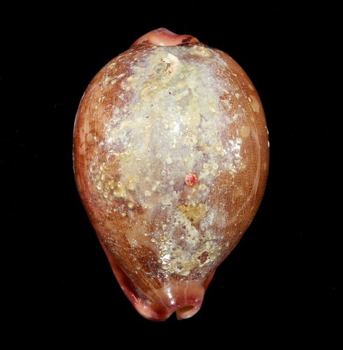 Conchiglia leporicypraea - -,