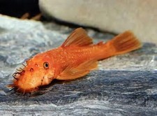 ?​OFFERTISSIMA?​ ANCISTRUS SUPER RED / BLACK / GOLD LORICARIDI +MANGIME ?​?​