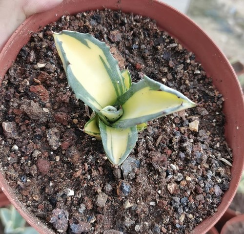 Pianta succulenta cactus - , 5-7