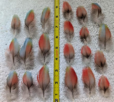 Piume Multicolore Colore