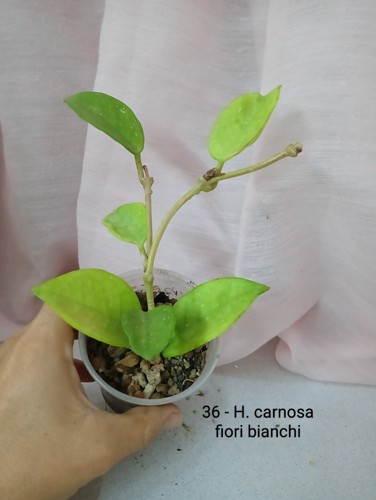 Hoya carnosa fiori bianchi - hoya, carnosa,