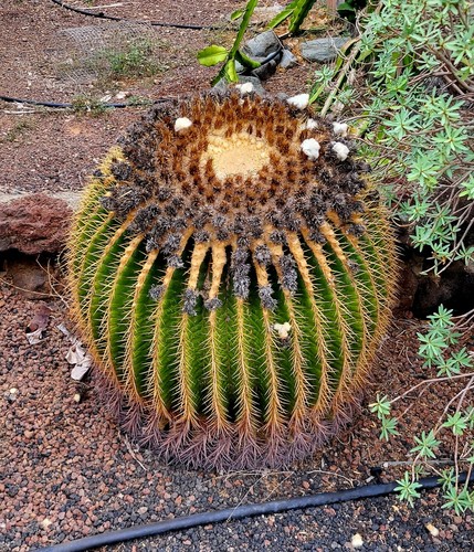 Echinocactus grusonii barile - echinocactus,