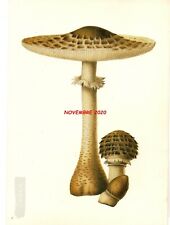 LEPIOTA PROCERA POCO PRESS 1983 LOS ANGELES FUNGO MUSHROOM PILZ CHAMPIGNON SETA 