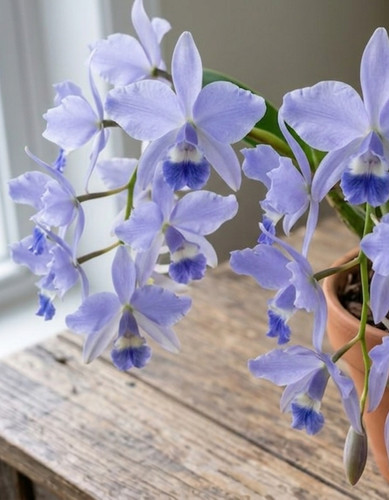 Cattleya deckeri var coerulea - cattleya, var.