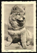 Cartolina Cuccioli di Cani Petzi 