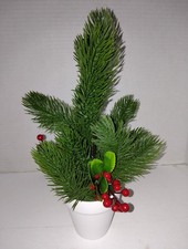 Mini cespuglio di pino