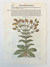 MATTIOLI Xilografia 1500 Botanica Erbario Piante "DISSACO"