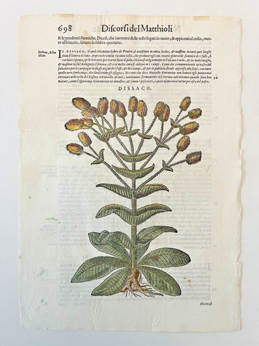 Mattioli xilografia 1500 - xilografia,