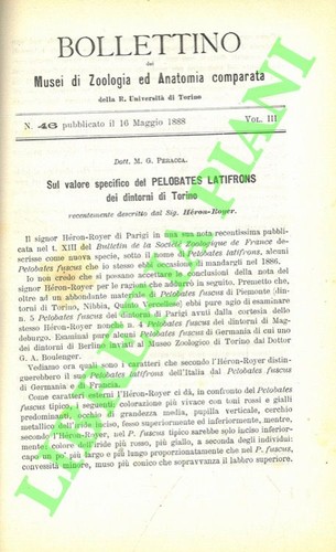 Peracca sul valore - peracca,