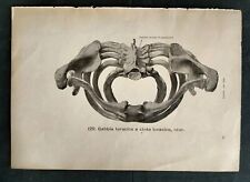 Stampa Anatomica Vintage