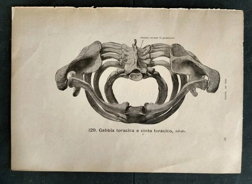Stampa anatomica vintage - anatomica,