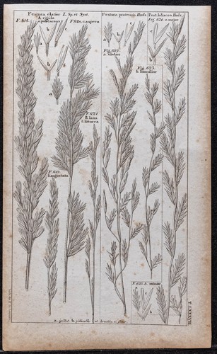 1834 fétuques erbe - 1834,