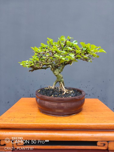 Bonsai ehretia microphylla - bonsai,