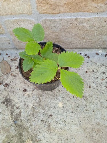 Offerta piante fragola - offerta, 10