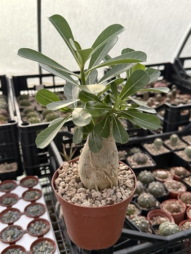 Adenium obesum plant - plant, caudex
