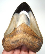 Megalodonte dente squalo - dente, di
