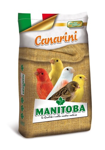 Manitoba canarini con biscotto - canarini,