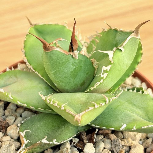 Agave titanota pot 10 - titanota,
