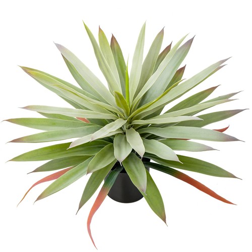 Grande pianta agave - pianta, di
