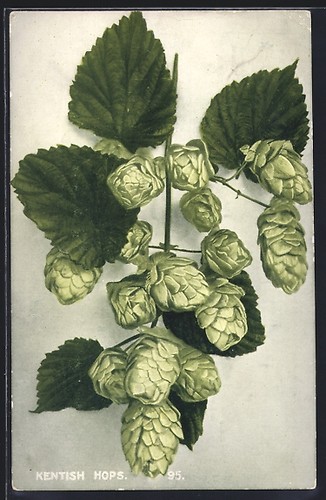 Cartolina tuberi luppolo - tuberi, di