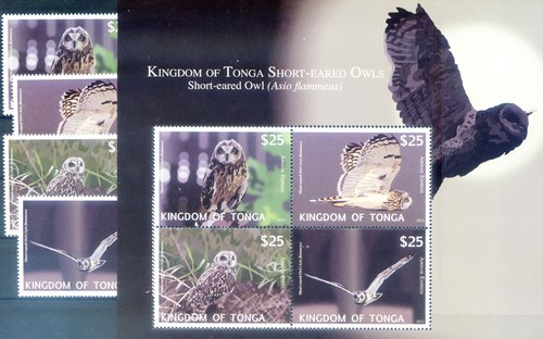 Tonga fauna gufo reale 2012 - gufo,