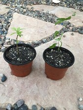 Piante di bacche di avviamento