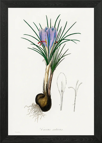 Crocus sativus illustrazione - crocus,