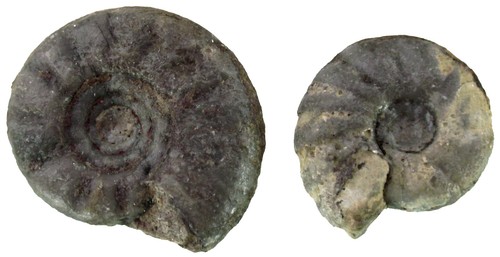 Trias juvenites medium - juvenites,